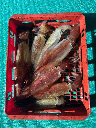 ケンサキイカの釣果