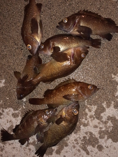 エゾメバルの釣果