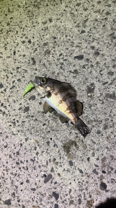 ソイの釣果