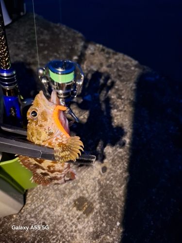 ガシラの釣果