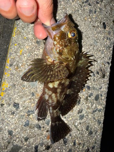 アカメバルの釣果
