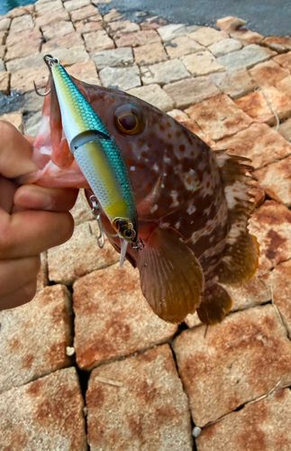 アコウの釣果