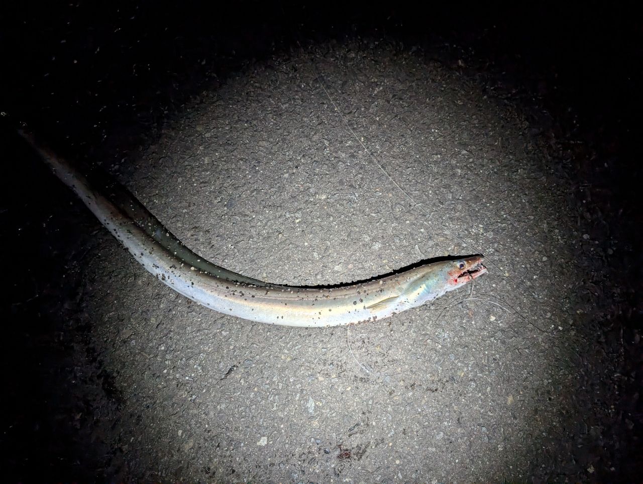 ハモの釣果写真