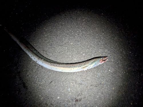 ハモの釣果