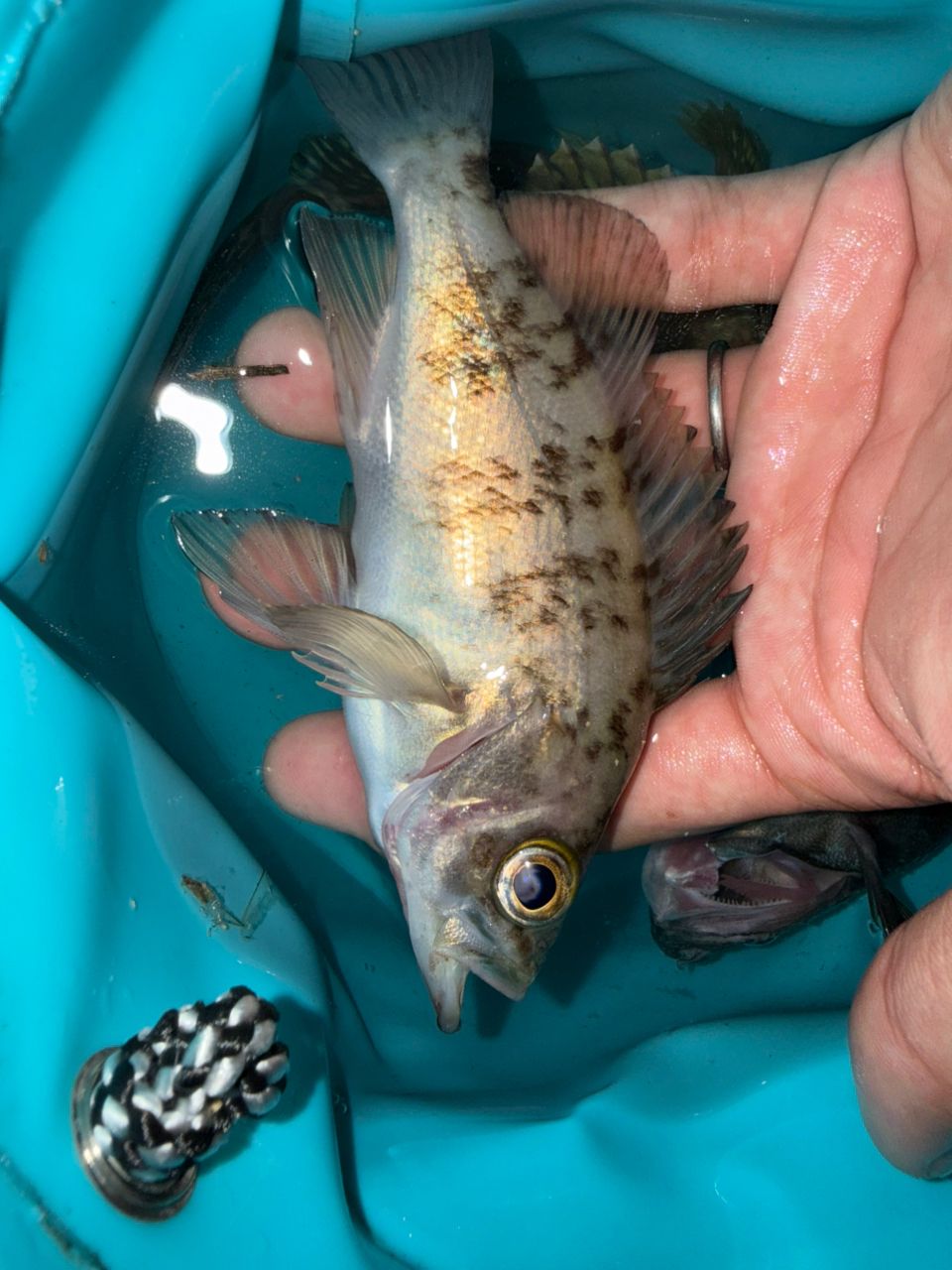 アカメバルの釣果写真