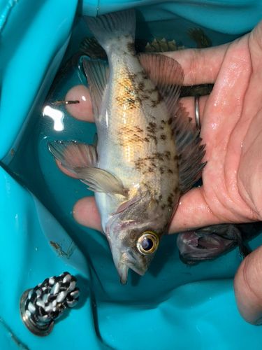 アカメバルの釣果