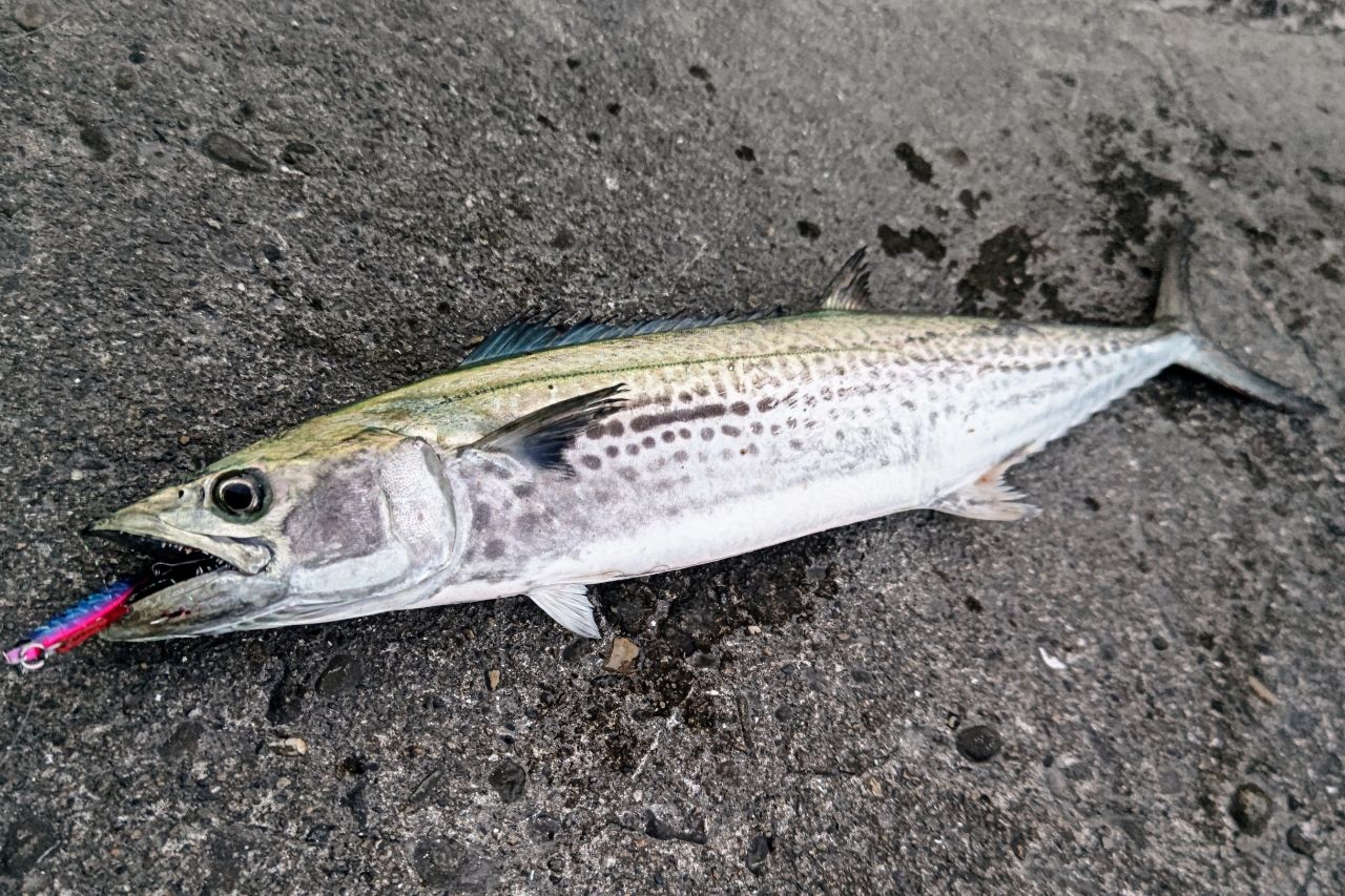 サゴシ・マルソウダの釣果写真