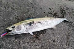 サゴシの釣果