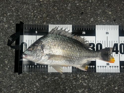 キビレの釣果