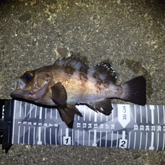 メバルの釣果