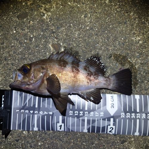 メバルの釣果