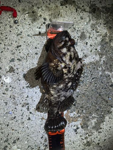 オウゴンムラソイの釣果