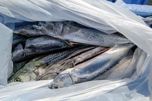 マルソウダの釣果