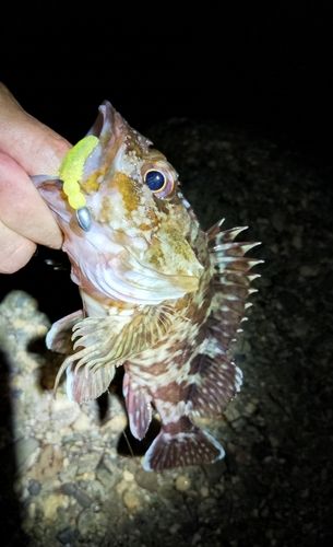 ガシラの釣果