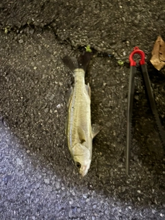 セイゴ（ヒラスズキ）の釣果