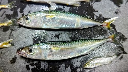 サバの釣果