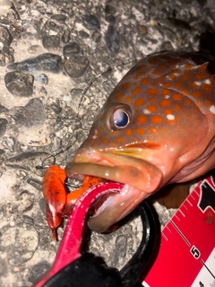 アコウの釣果