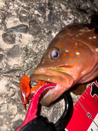 アコウの釣果