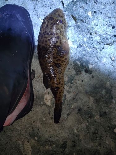 ヒガンフグの釣果
