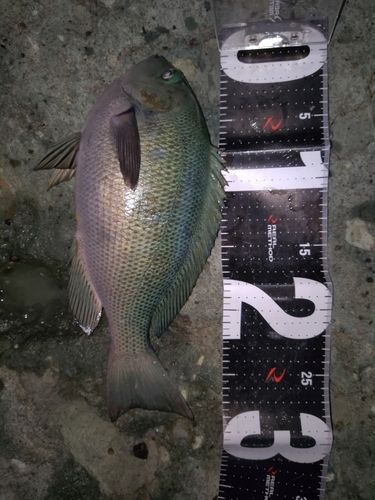 メジナの釣果