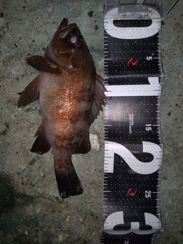 メバルの釣果