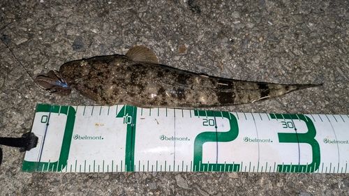 マゴチの釣果