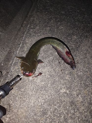 ナマズの釣果