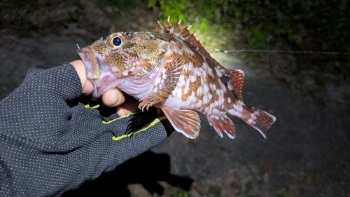 ガシラの釣果
