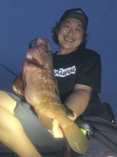 アコウの釣果