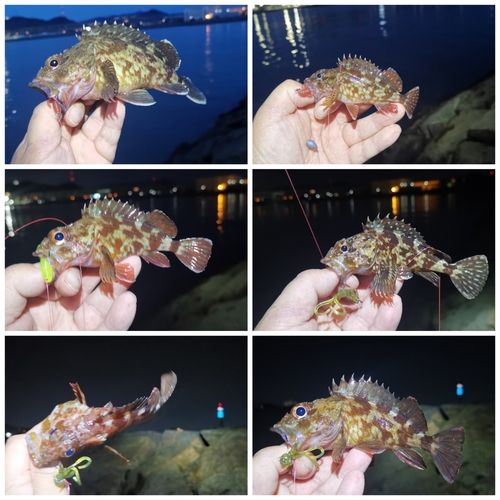 ガシラの釣果
