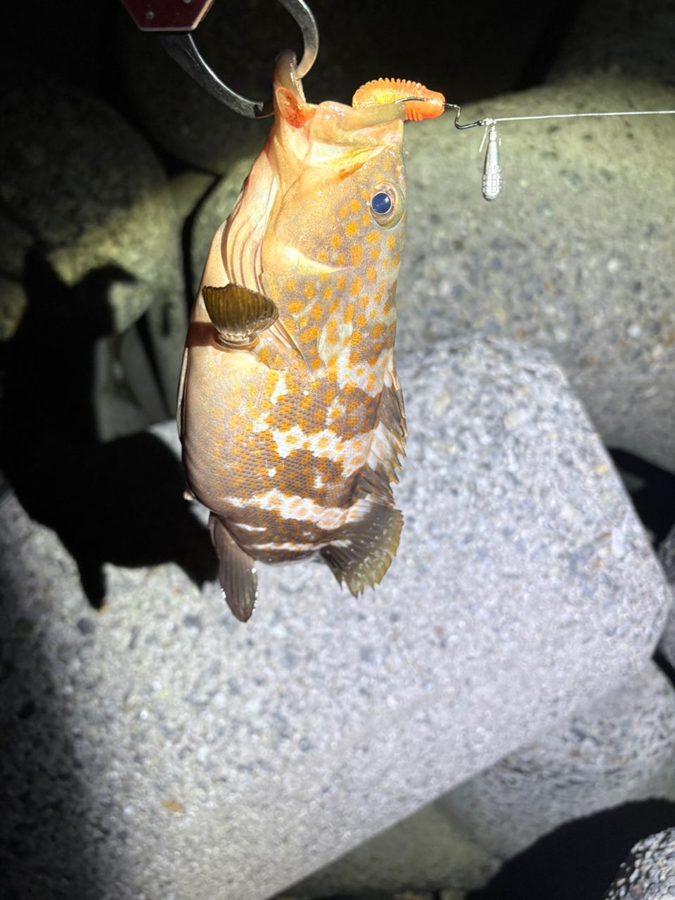 キジハタの釣果写真