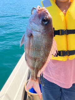 マダイの釣果