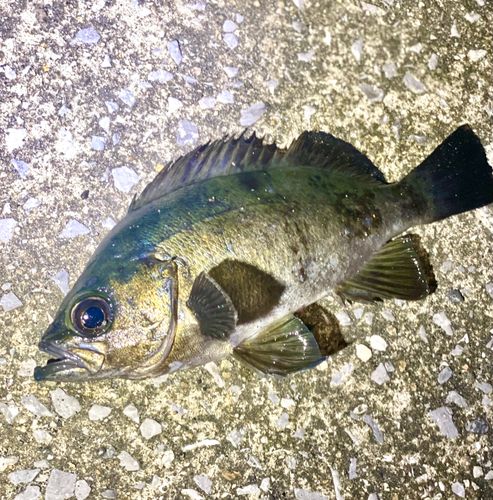 クロメバルの釣果