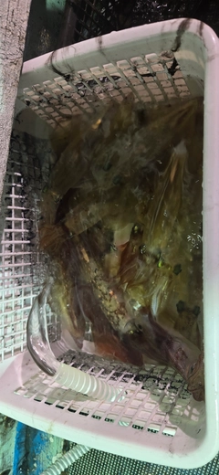 マイカの釣果