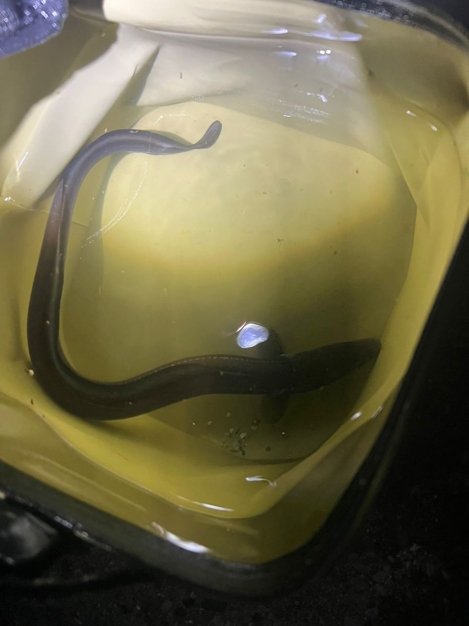 タイの釣果写真