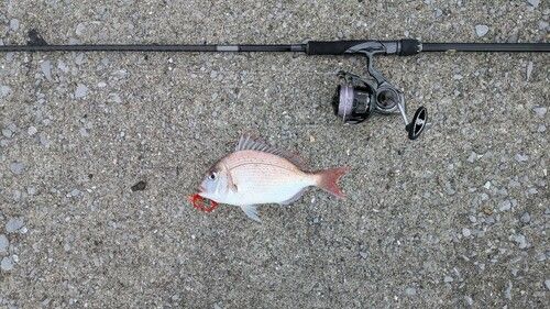 チダイの釣果