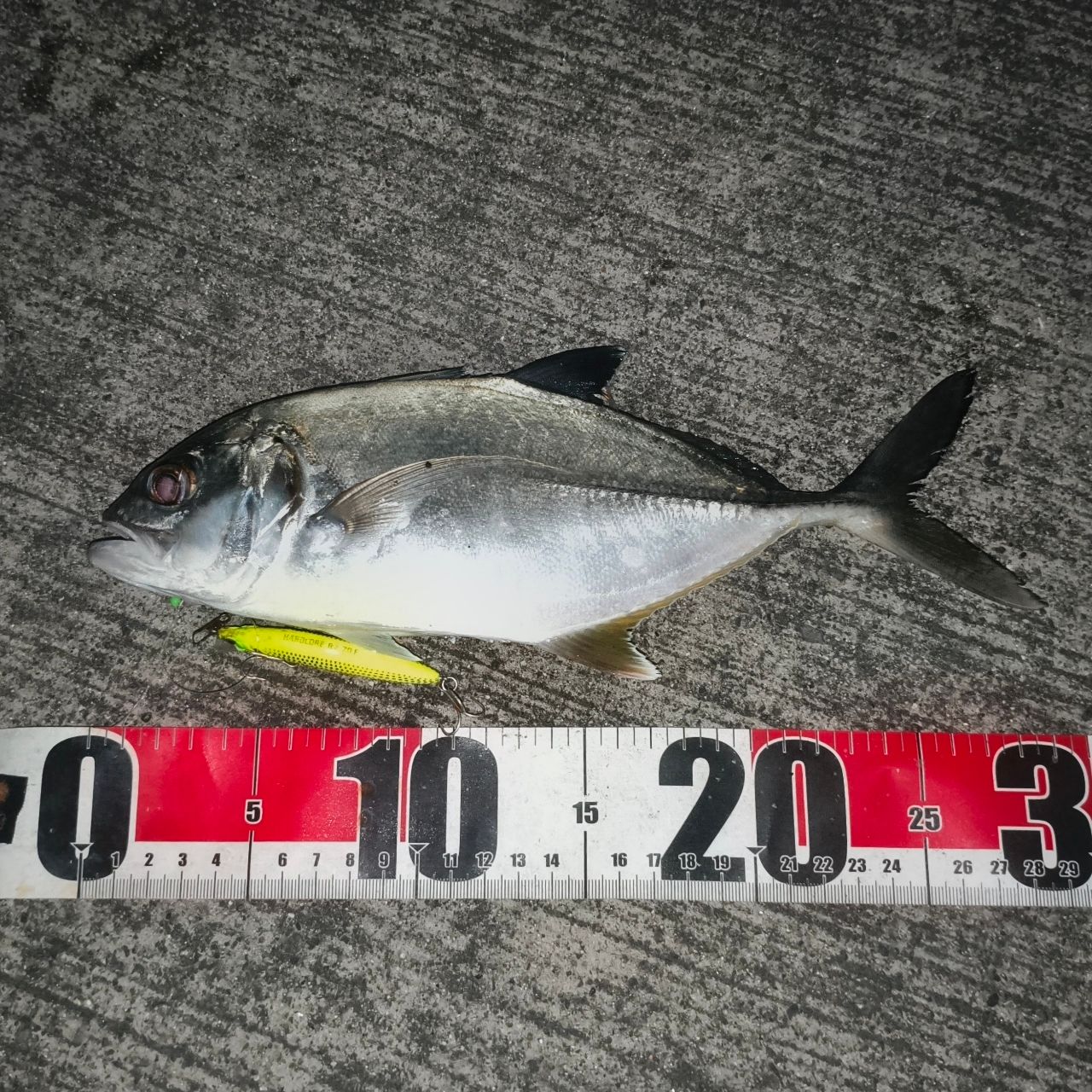 メッキの釣果写真