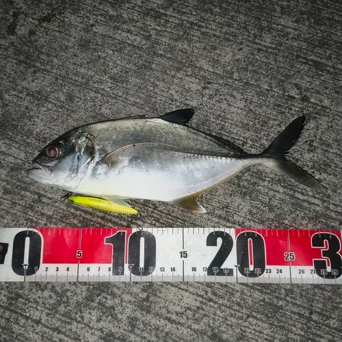 メッキの釣果