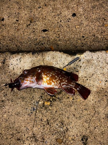 カサゴの釣果