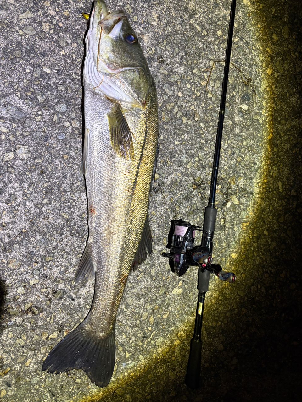 シーバスの釣果写真