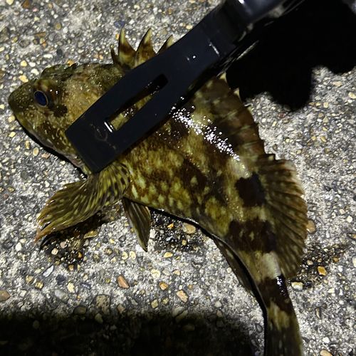 ガシラの釣果