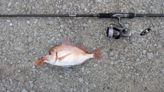 チダイの釣果