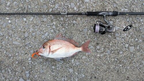 チダイの釣果