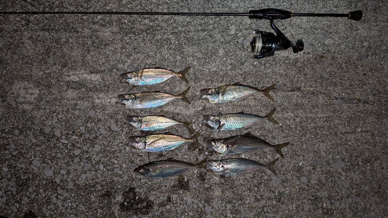 アジの釣果写真