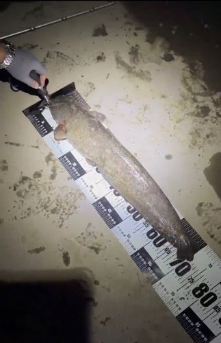 ナマズの釣果