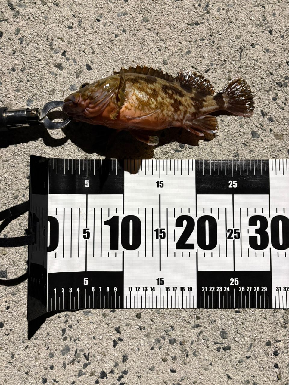 カサゴの釣果写真