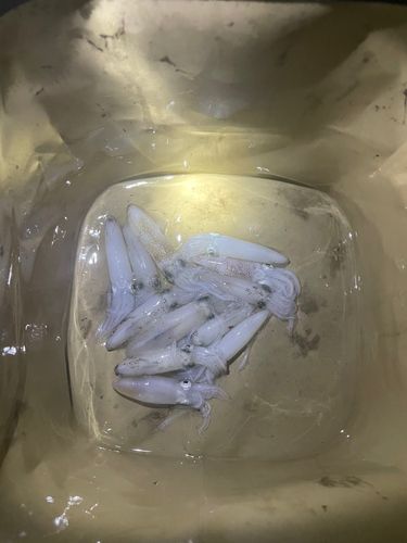 ヒイカの釣果