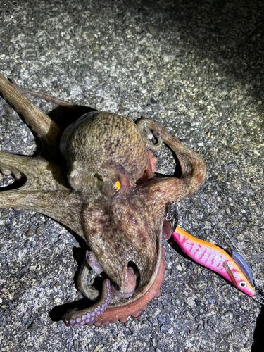 タコの釣果