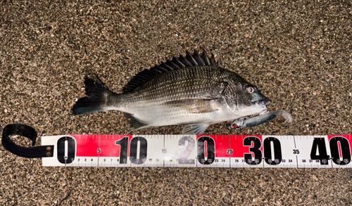 チヌの釣果