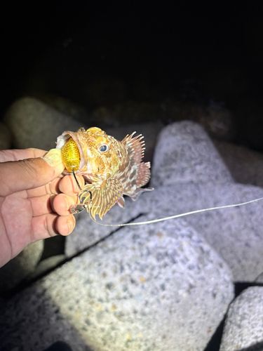 キジハタの釣果
